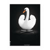 Brainchild Swan Classic Affisch No Frame 30x40 cm, vit/svart bakgrund