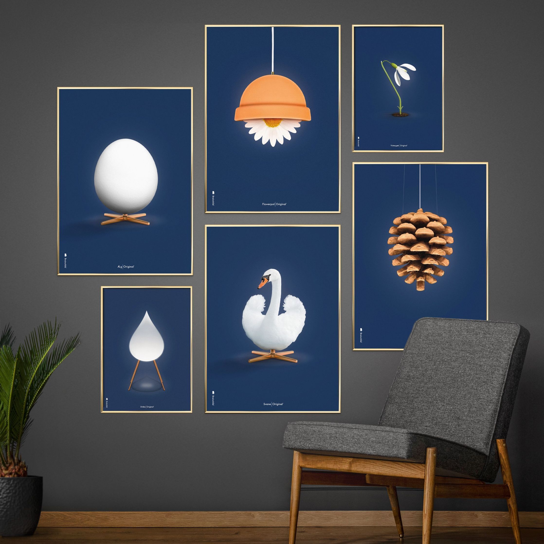 Brainchild Swan Classic Affisch, ram i mörkt trä 30x40 cm, mörkblå bakgrund