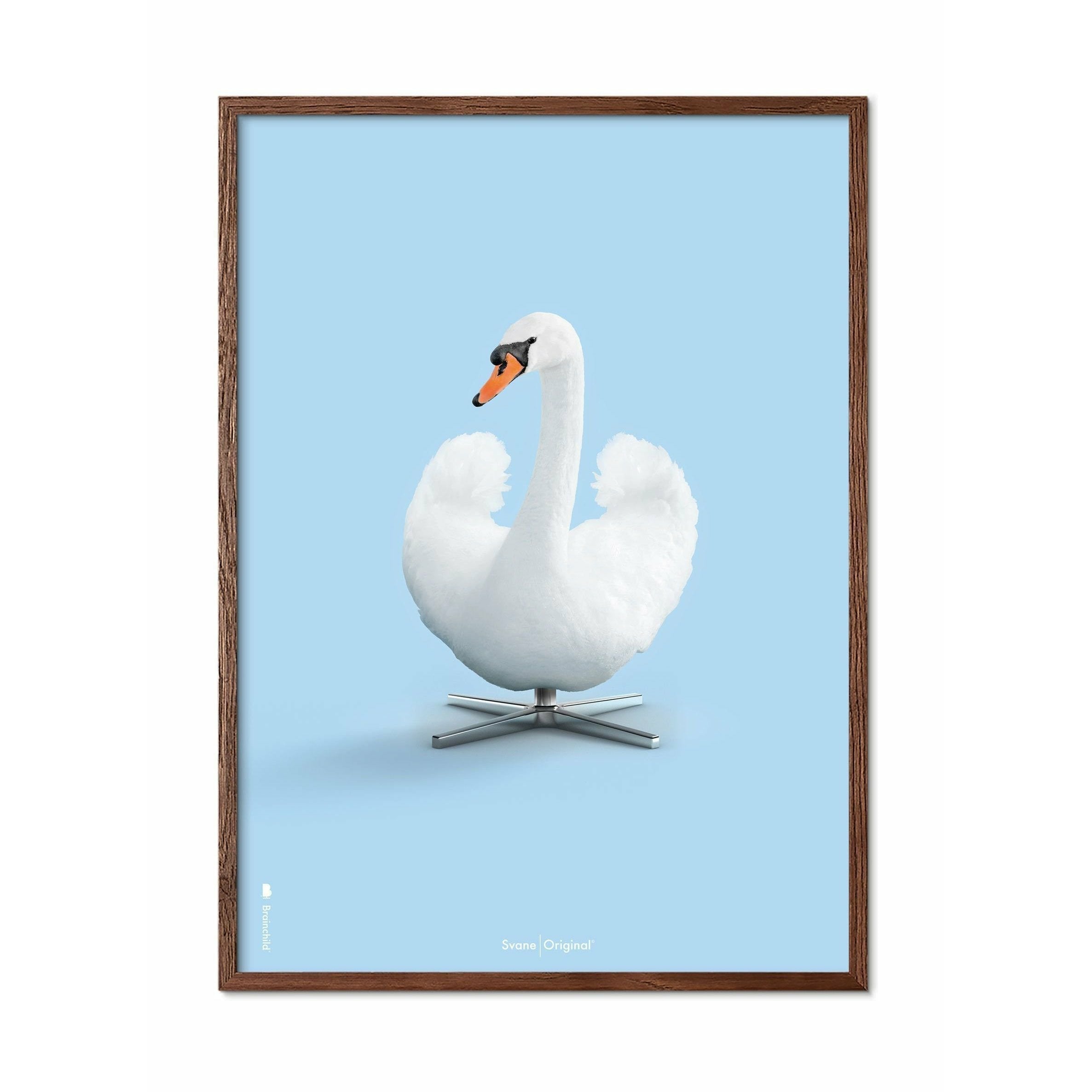 Brainchild Swan Classic Affisch, ram i mörkt trä 50x70 cm, ljusblå bakgrund