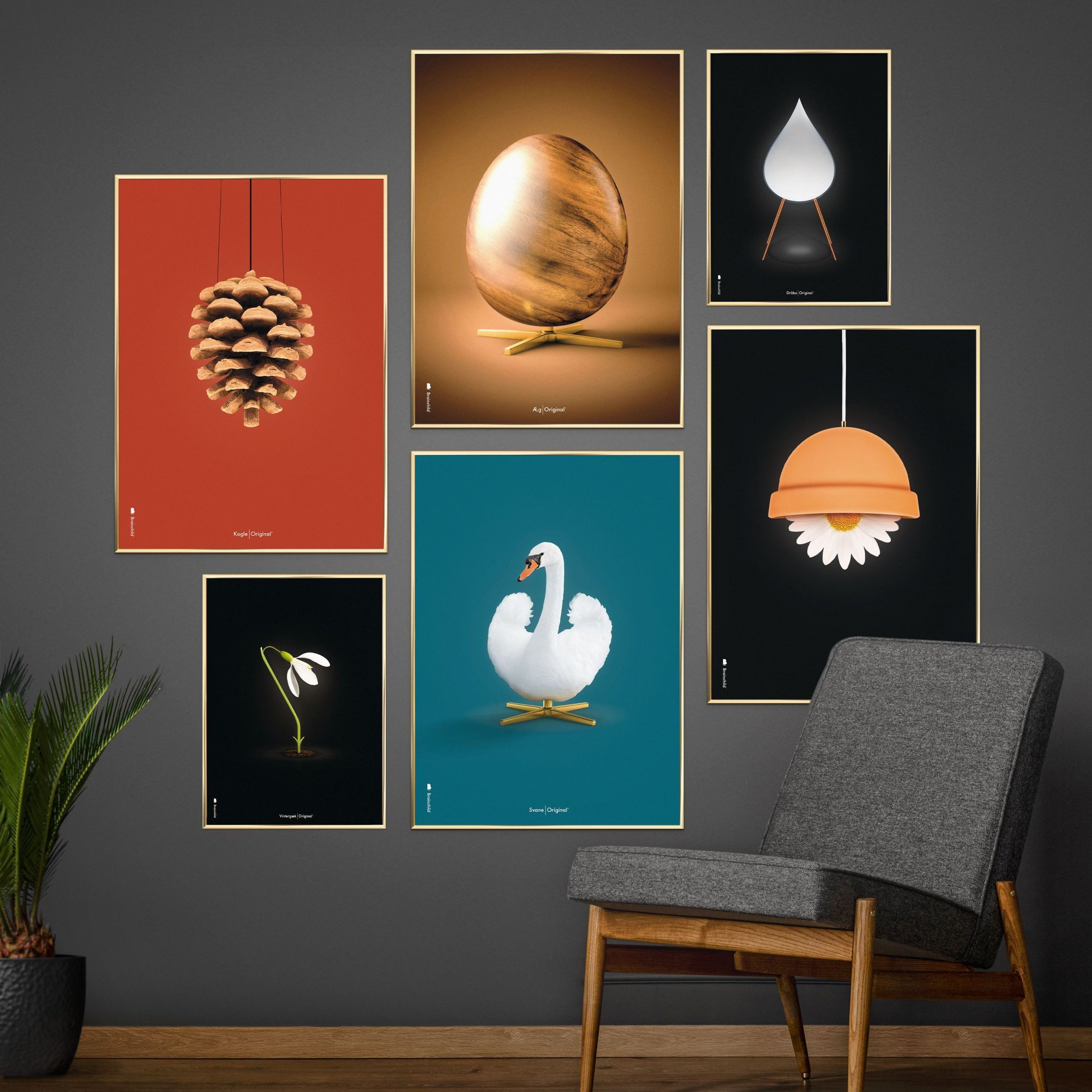 Brainchild Swan Classic Poster, ram i mörkt trä 50x70 cm, petroleumblå bakgrund