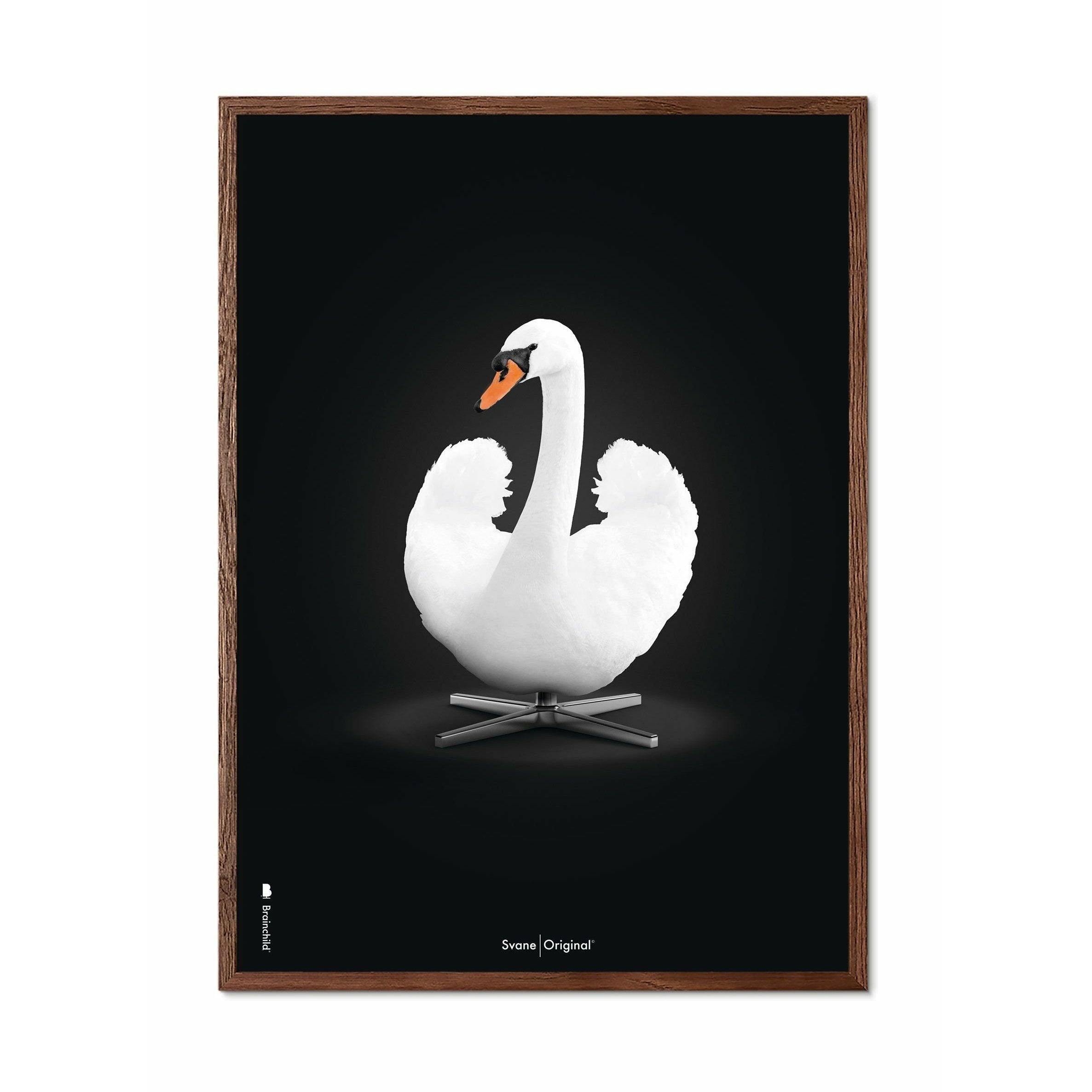 Brainchild Swan Classic Poster, ram i mörkt trä 70x100 cm, vit/svart bakgrund