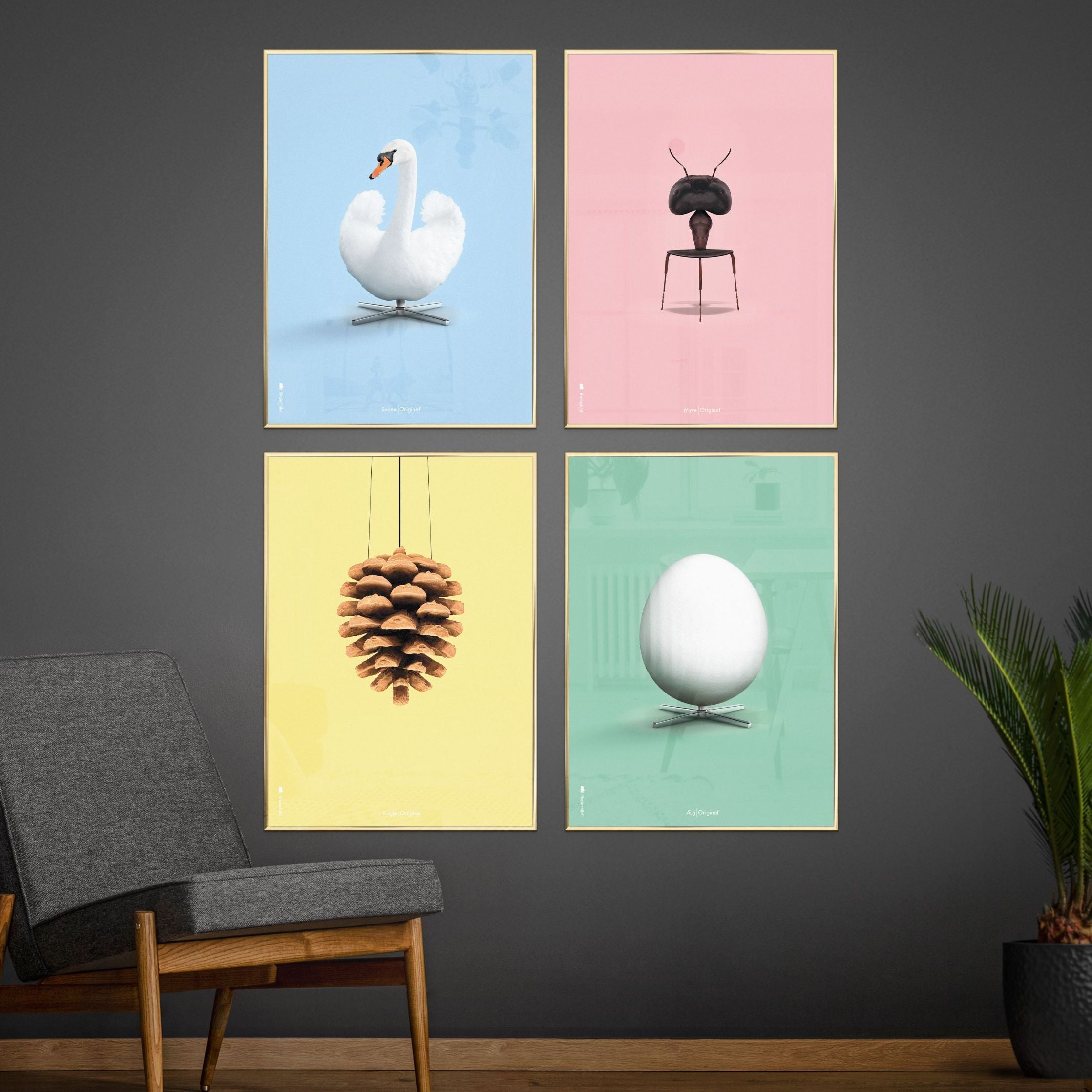 Brainchild Swan Classic -affisch, ram i mörkt trä A5, ljusblå bakgrund