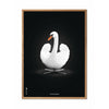 Brainchild Swan Classic Affisch, ram i lätt trä 50x70 cm, vit/svart bakgrund