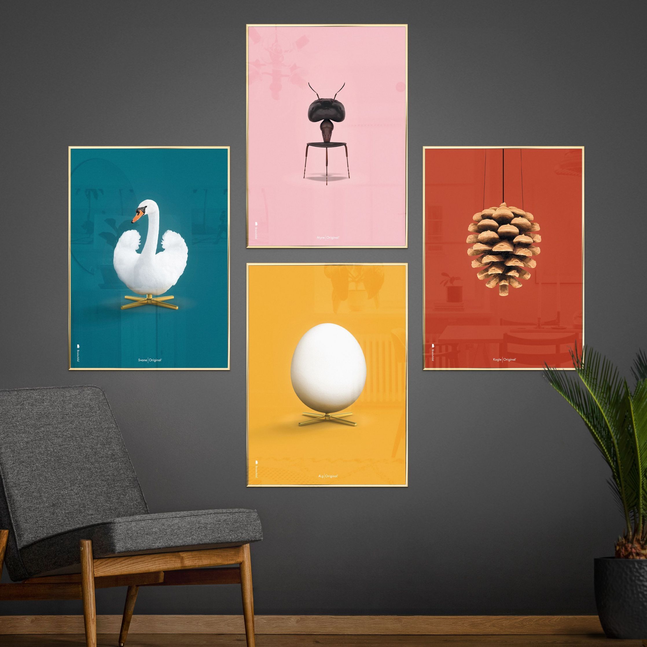 Brainchild Swan Classic Poster, ram i lätt trä 70x100 cm, petroleumblå bakgrund