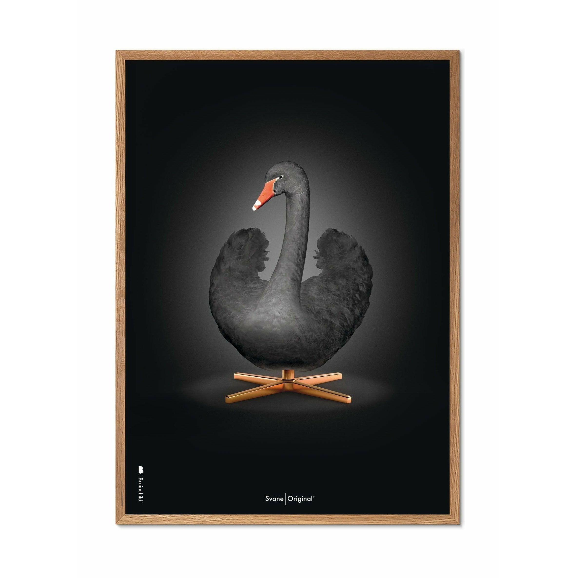 Brainchild Swan Classic Affisch, ram i lätt trä 70x100 cm, svart/svart bakgrund