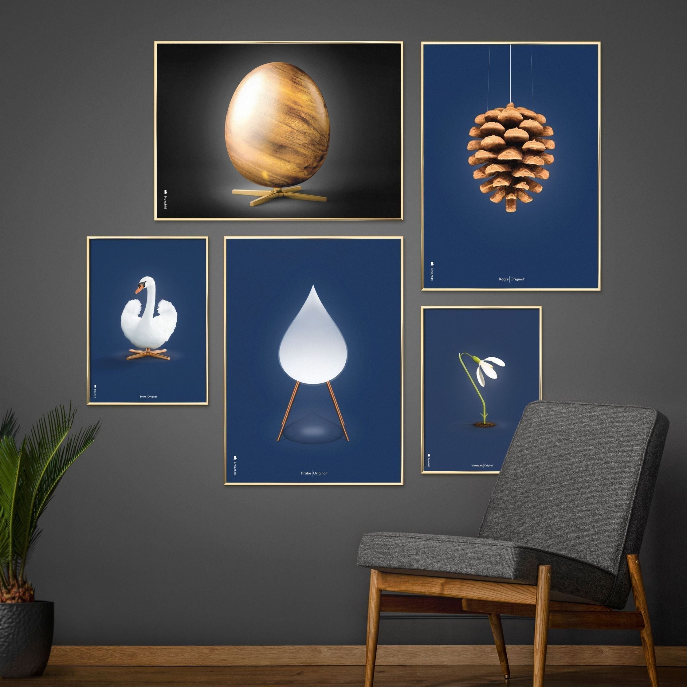 Brainchild Swan Classic -affisch, ram i lätt trä A5, mörkblå bakgrund