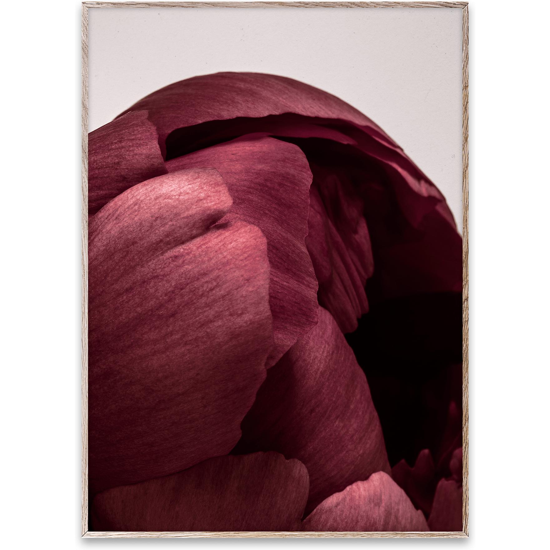 Paper Collective Peonia 01 -affisch, 50x70 cm