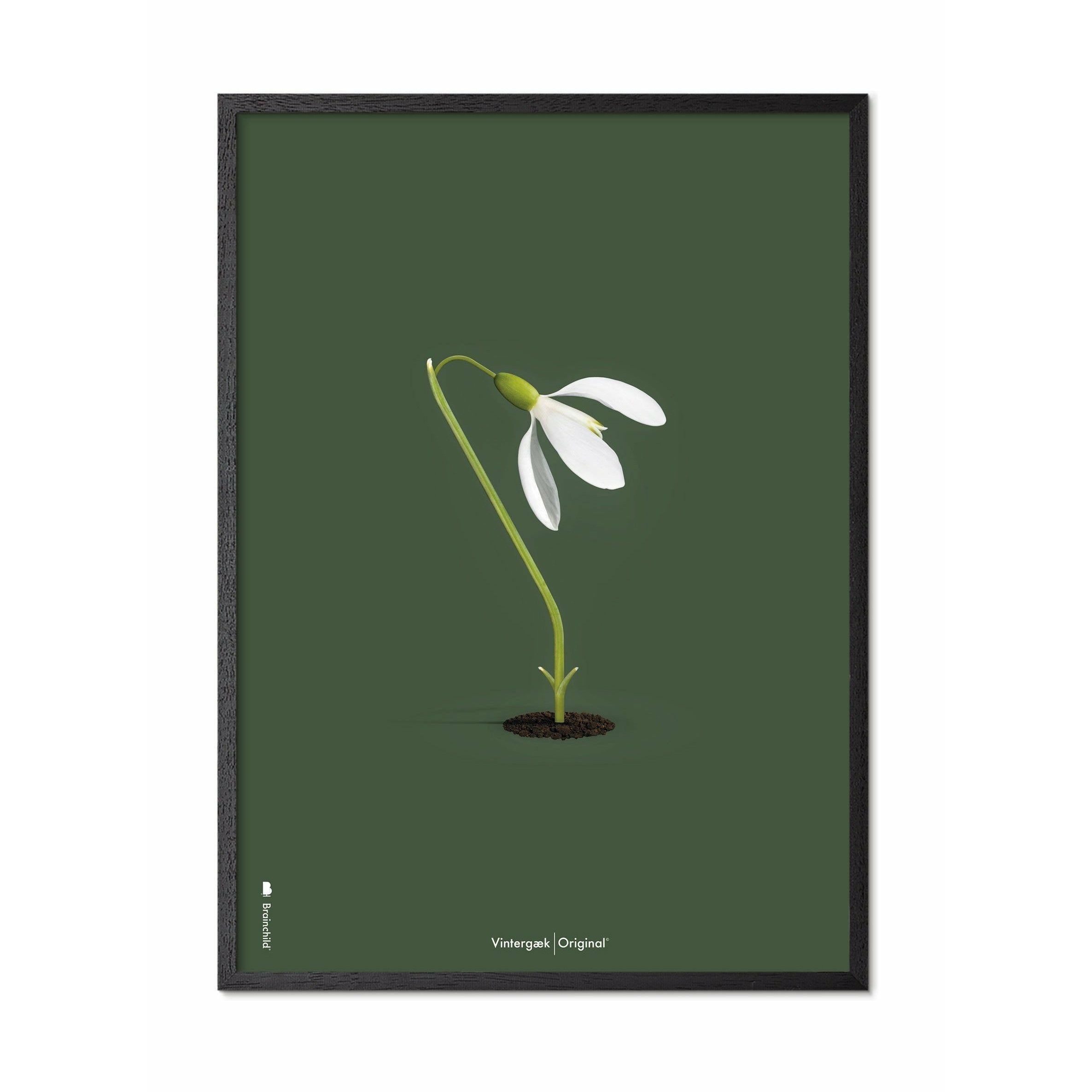 [product_category]-Brainchild Snowdrop Classic Poster, Frame In Black Lacquered Wood 70x100 Cm, Green Background-Brainchild-61004-C-BRA-1