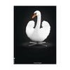 Brainchild Svane Klassisk Plakat Ingen Ramme 30X40 Cm, Hvid/Sort Baggrund