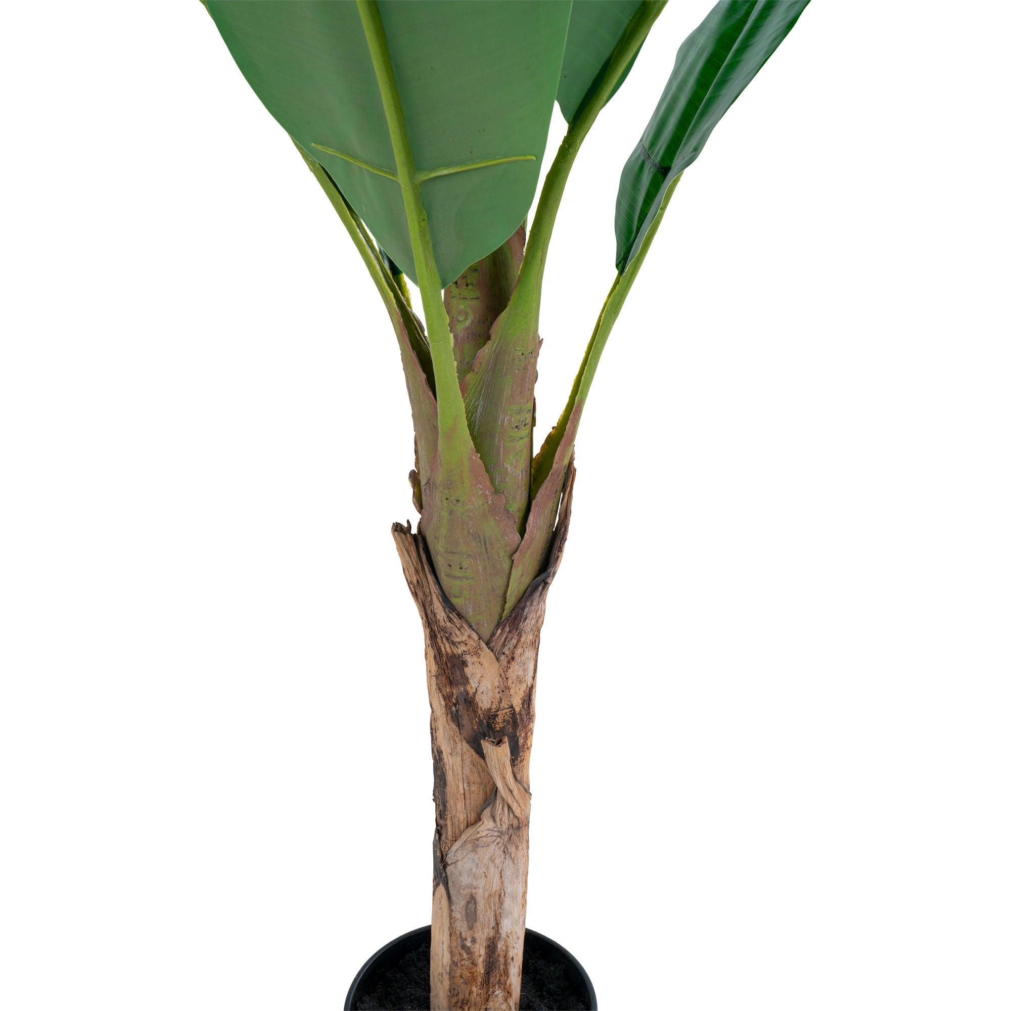 House Nordic Banana Palm