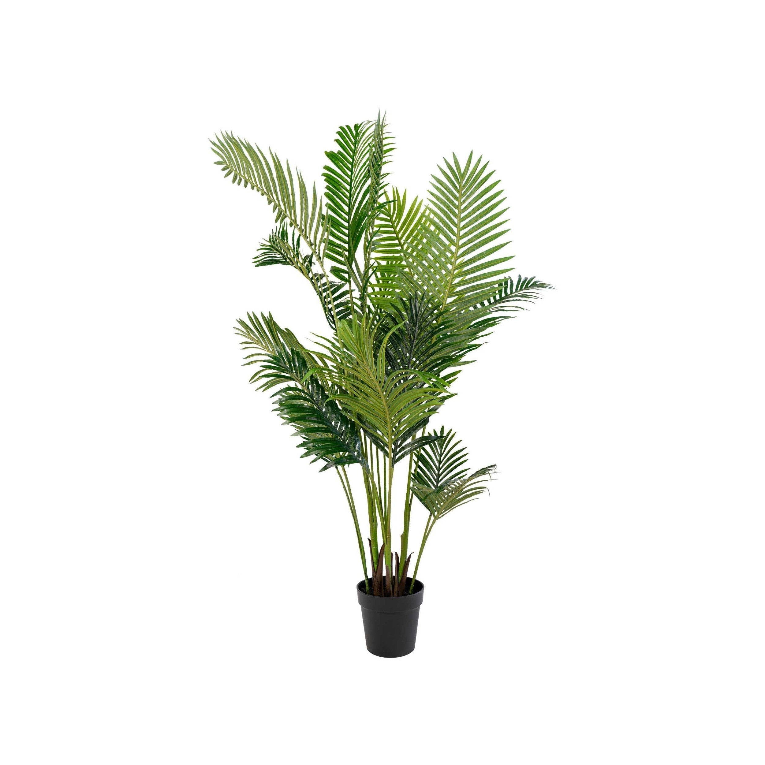 House Nordic Areca Palm