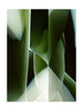 Qeeboo Studio Nucleo Gulvtæppe 300x400 cm, Green Onix