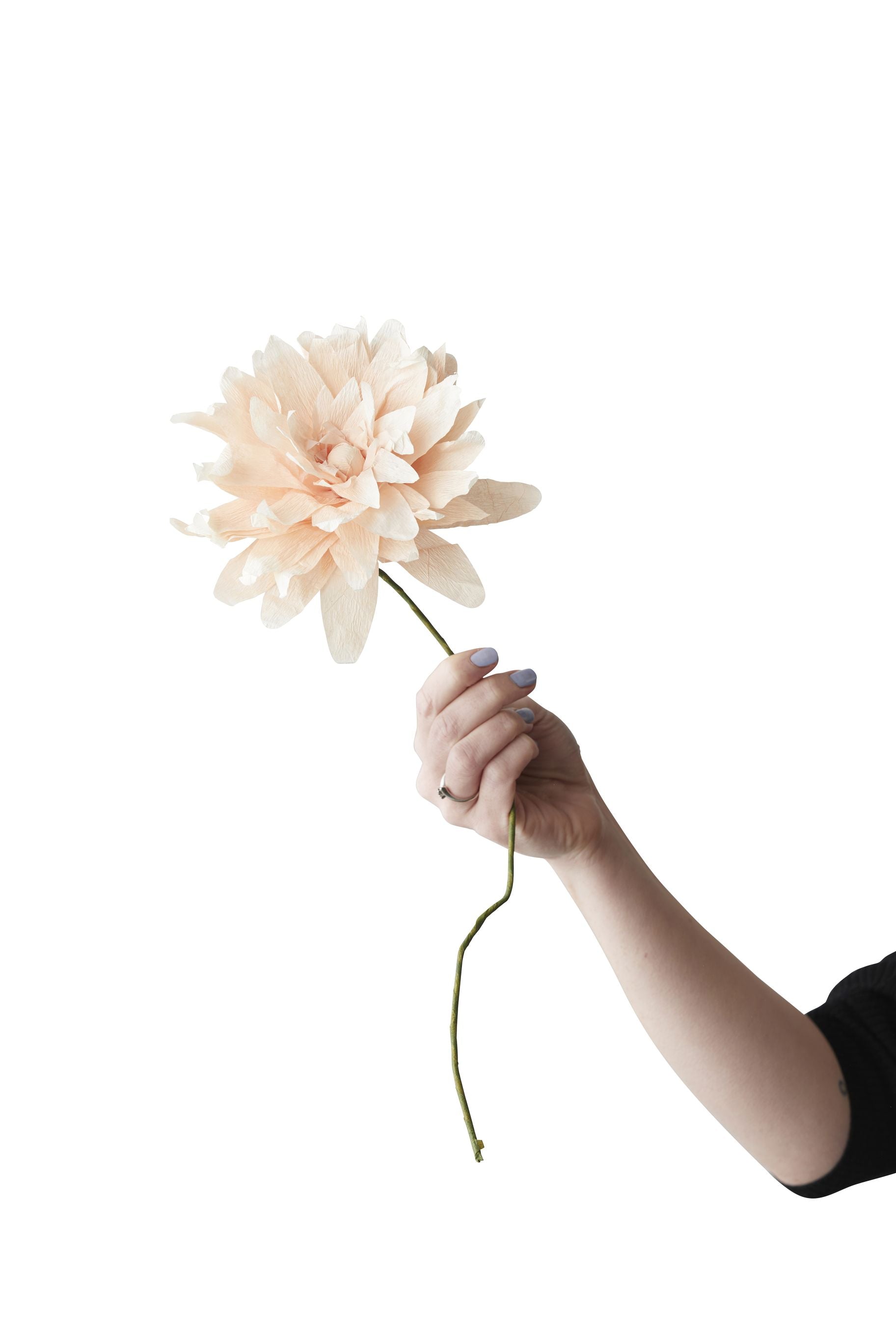 [product_category]-Studio About Paper Flower Grand Dahlia, Nude-Studio About-5714356014264-160460N-STU-1